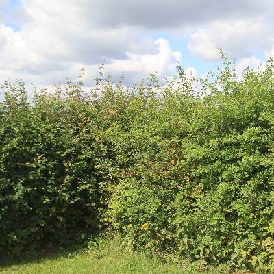 Why are our hedges so high in summer?